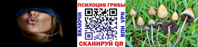 где можно купить   Пермь  Псилоцибиновые грибы мухоморы 